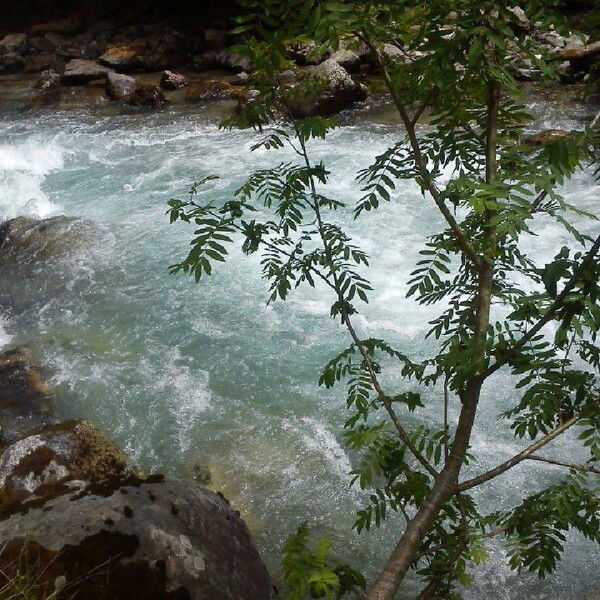 Елена Манчук