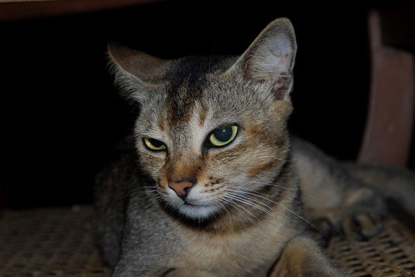 Елена Шевчук