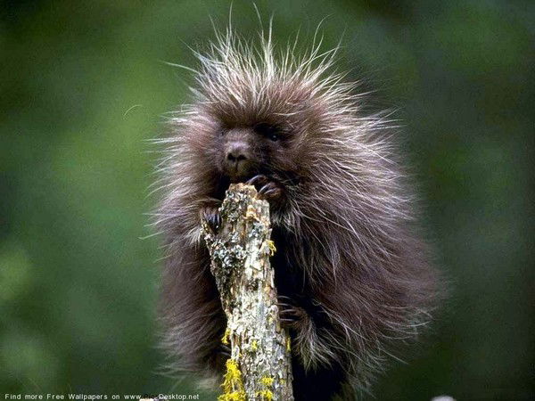 Вячеслав Тихий