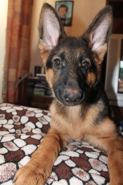 Натали Натали