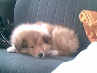 Анастасия Никитина