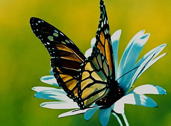 Найла Кулубекова