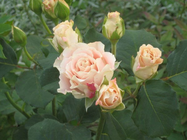 Елена Кузнецова