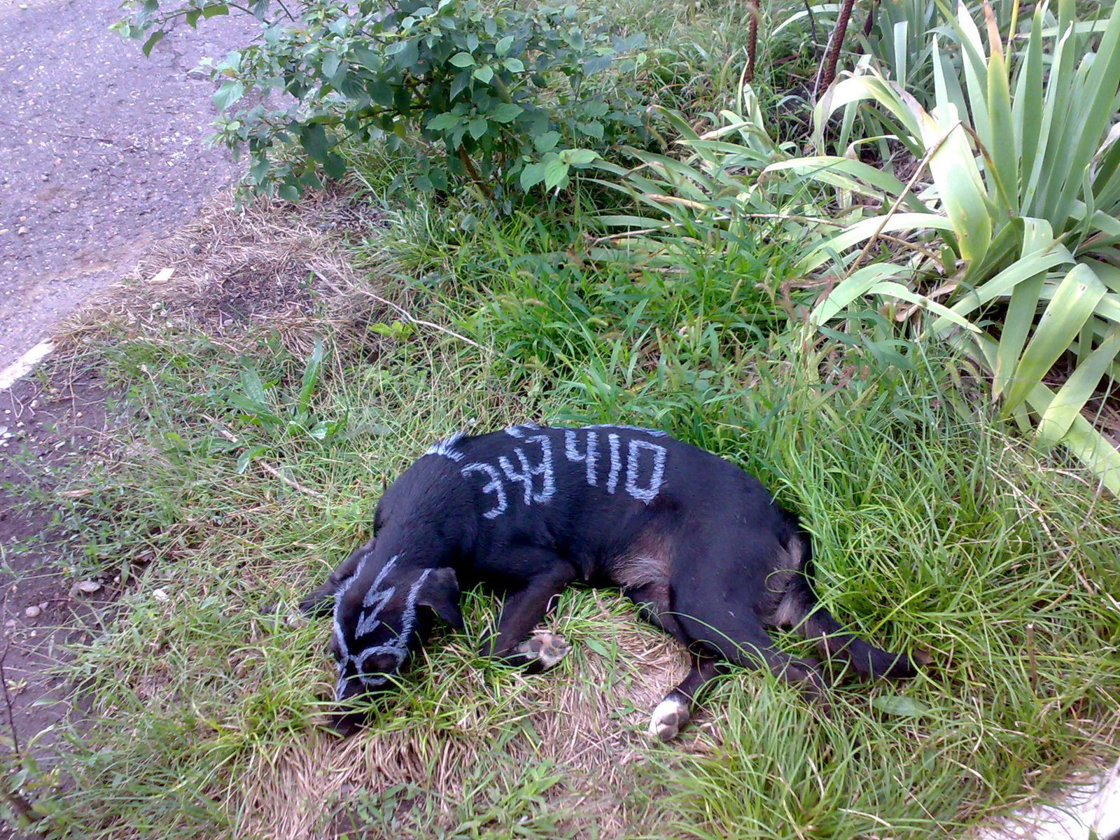 Александр Долгалев