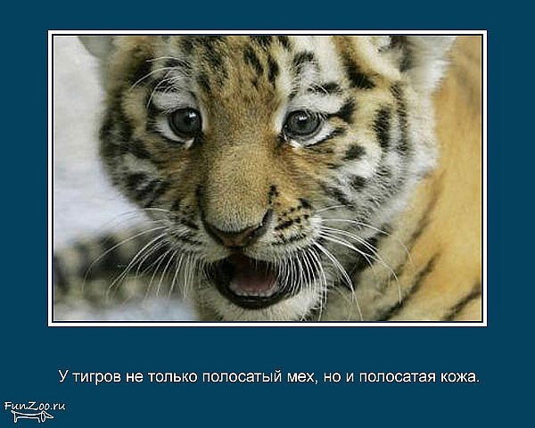 Ильсур Галиев