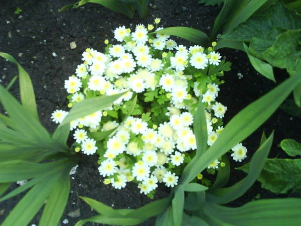 Нурия Медведева