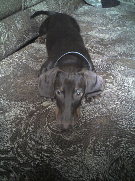 Елена Горожанкина