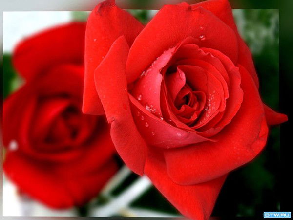 Наталья Васьковцова