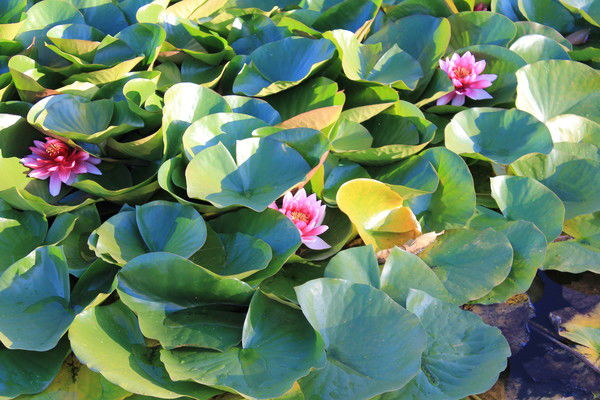 Татьяна Лихачева