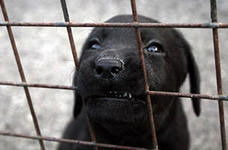 Стас Серский