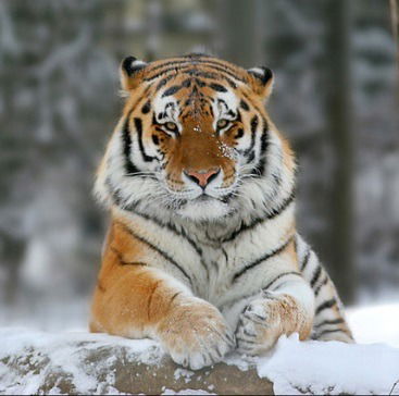 Тигра Полосатый