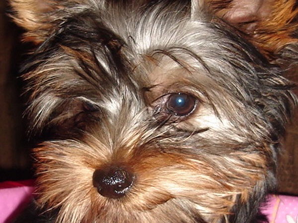 Лариса Родичева