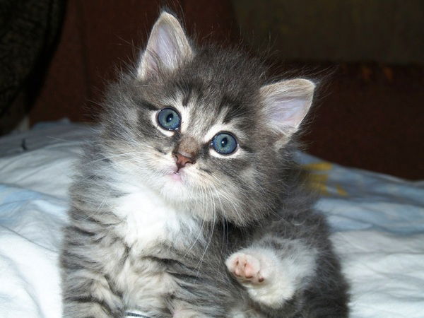 Светлана Скачедуб