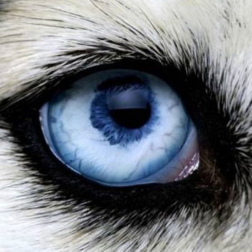 Иванов Вася