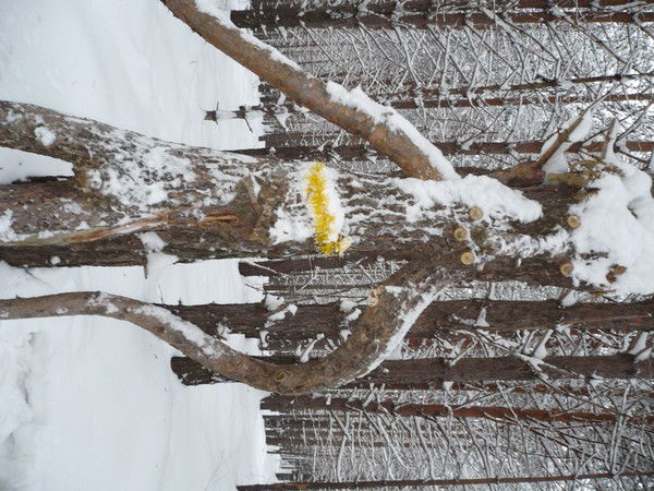 Юлия Силантьева