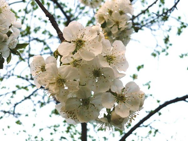 Амагуль Мухаметгалиева