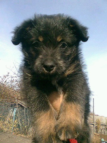 Николай Школьников