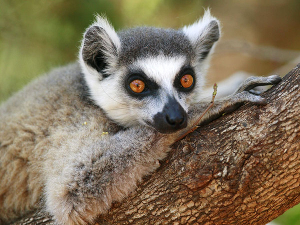 Андрей Ефремов