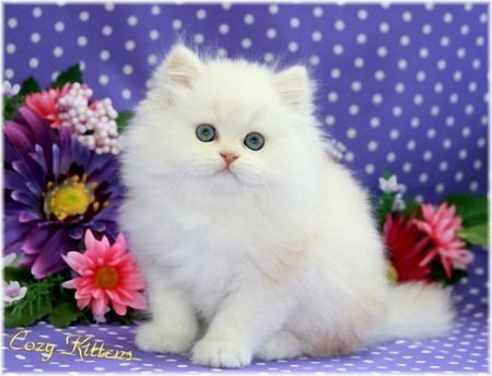 Жадира Жунисова