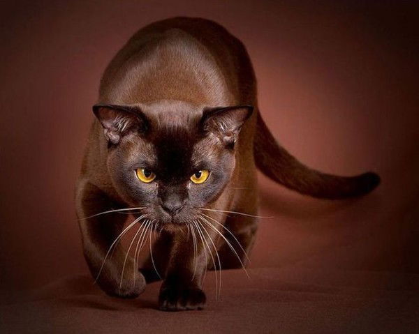 Светлана Литвиненко