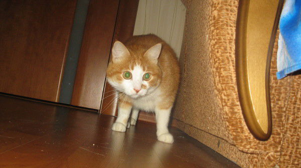 Влад Солынский