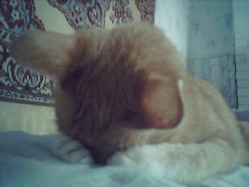 Анатолий Черных