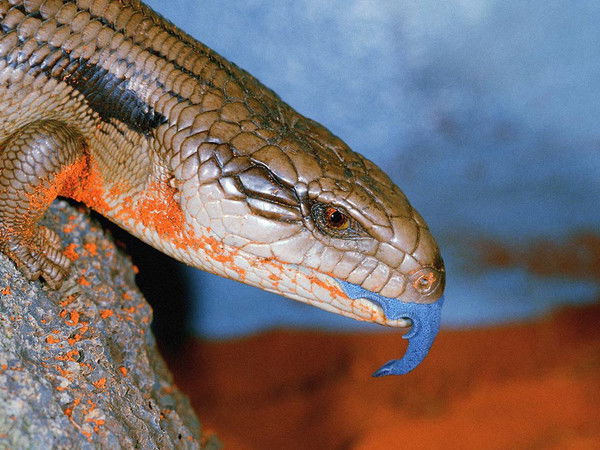 Алексей Терещенко