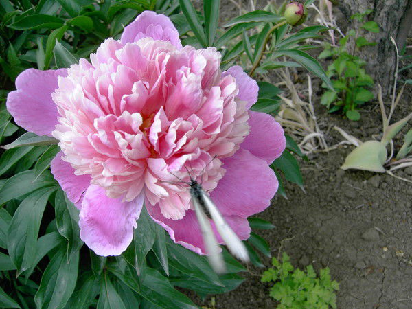 Мария Середова