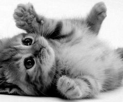 Ахаева Ангелина