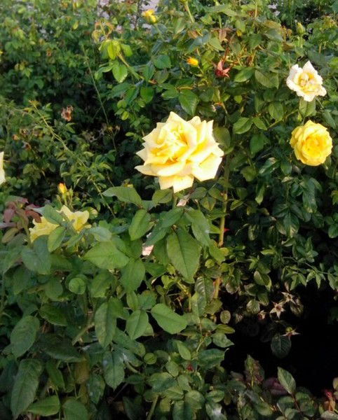 Света Банникова(Маорс)