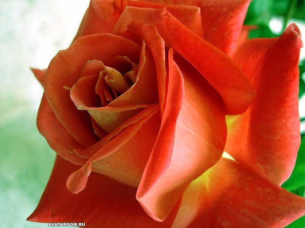 Елена Ромодина