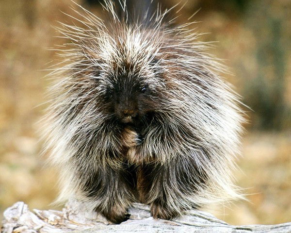 Ольга Школа