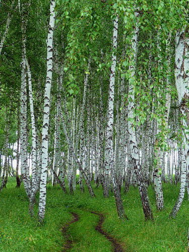 Наталья Дягилева