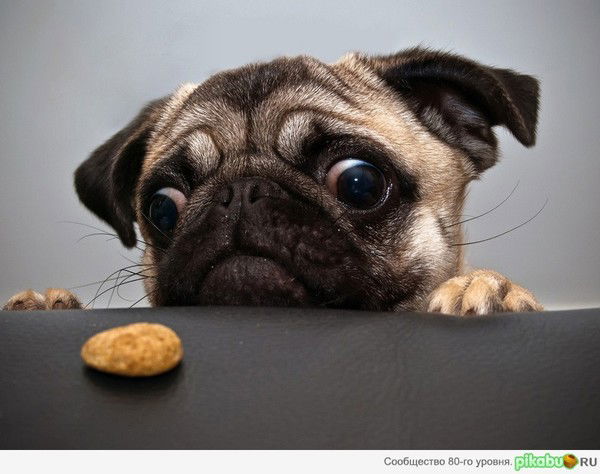 Печенюшка Печенюшка