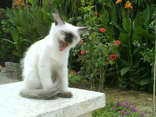 Ольга Кехтер