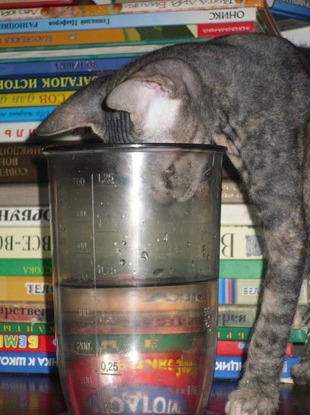 Елена Равикович