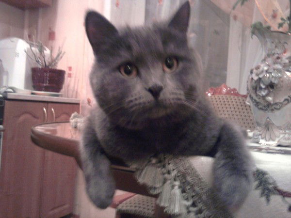 Денис Дикарев