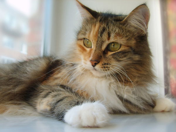 Оксана Яворская