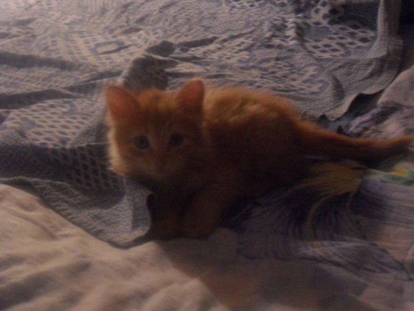 Евгений Бисеров