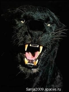 Андрей Андреев