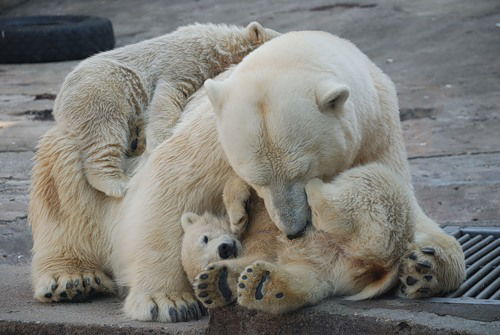 Светлана Шипицына