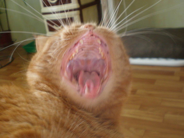 Андрей Карелкин