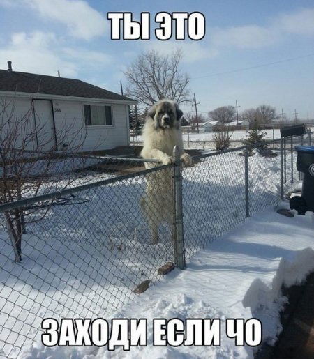 Константин Волков