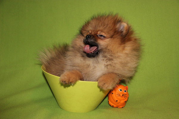 Александра Ф