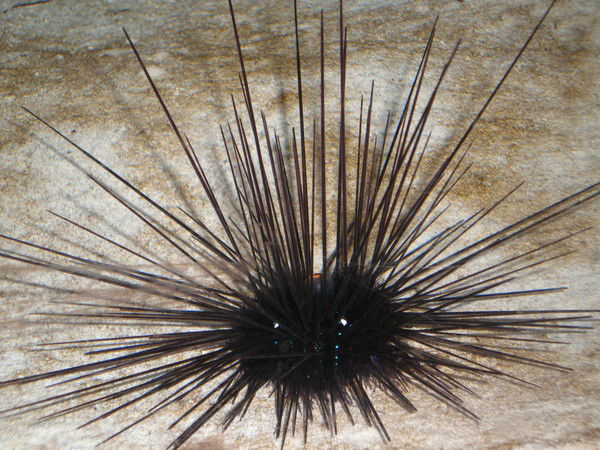 Александр Трибуль