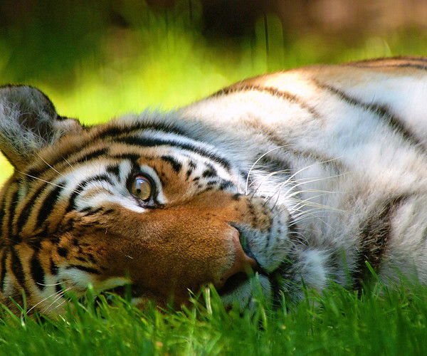 Игорь Курчатов