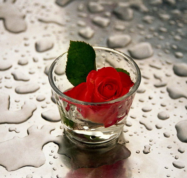 Вера Ткаченко