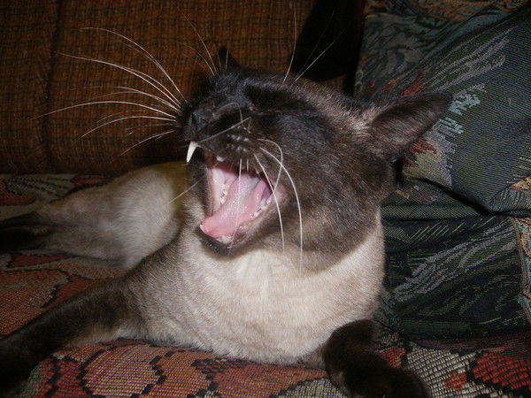 Татьяна Подлесная