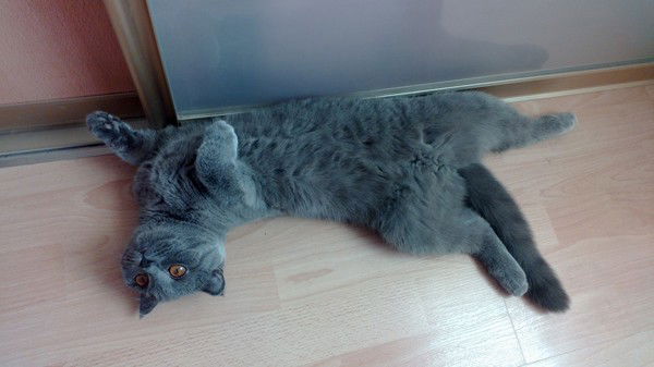 Маргарита Траленко