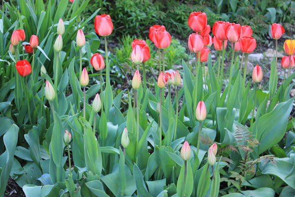 Наталья Петрова